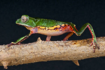 Spotted tree frog