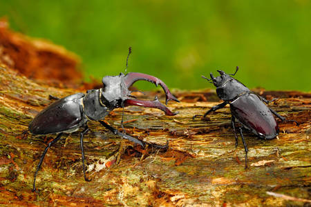 Stag beetles